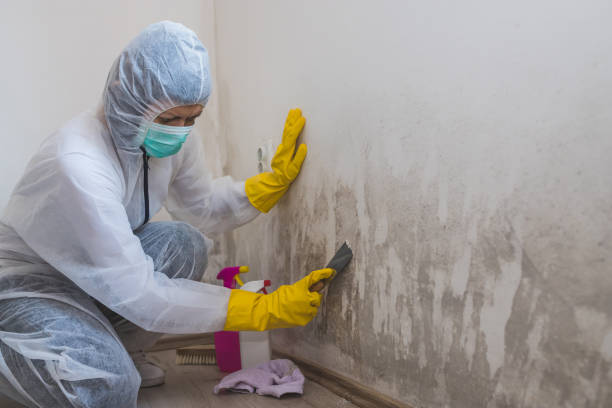 Best Mold Removal Process  in Harwich Center, MA