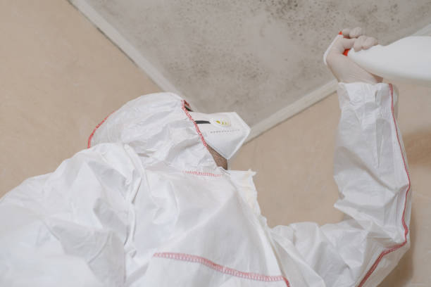 Best Mold Remediation Services  in Harwich Center, MA