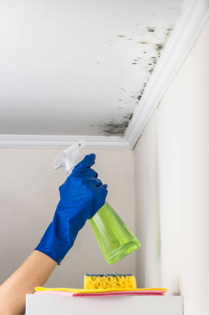 Best Toxic Mold Removal  in Harwich Center, MA